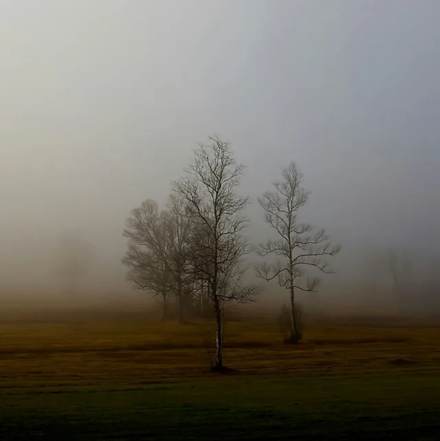 Bare trees in the mist, a melancholy mood