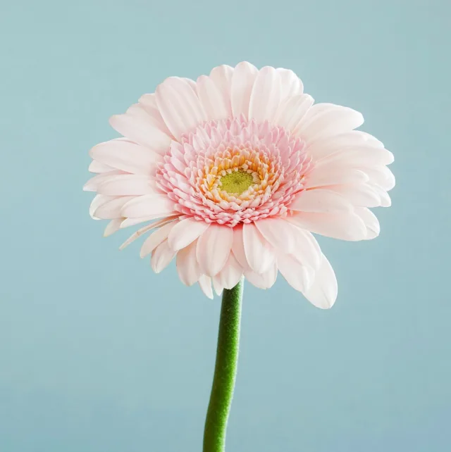 Pale pink gerbera daisy against a light blue background