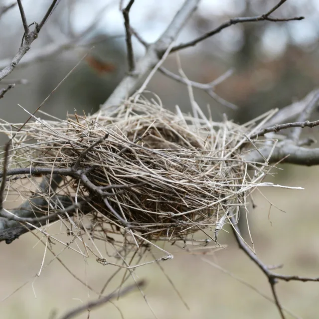 Empty bird's nest in the branches of a winter tree